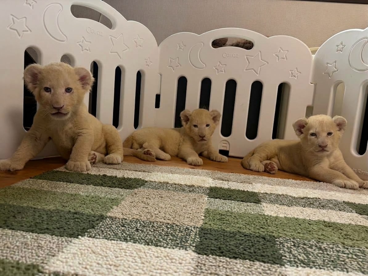 ホワイトライオンの赤ちゃんが、3頭産まれました。